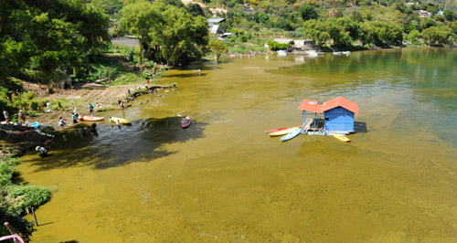 Cyanobacteria