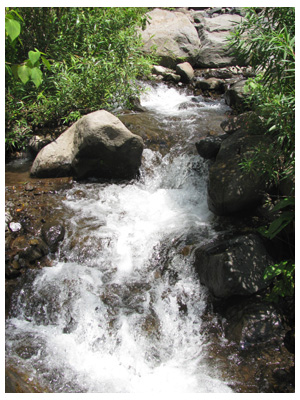 Stream