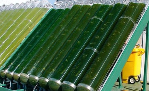 Algae Reactor